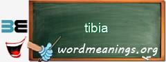 WordMeaning blackboard for tibia